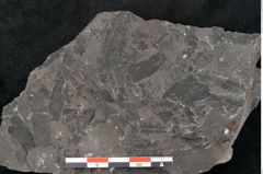 Foto (Detailansicht) von Neuropteris karwinensis Ettingshausen (NHMW-GEO-2024-0188-10666)